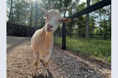 127 & 0 Martin Hollow Road, Aiken, SC 29803 - Photo 65