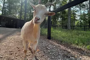 127 & 0 Martin Hollow Rd, Aiken, SC 29803 - Photo 65