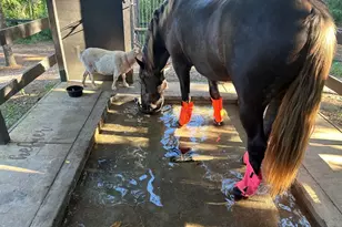 127 & 0 Martin Hollow Rd, Aiken, SC 29803 - Photo 55