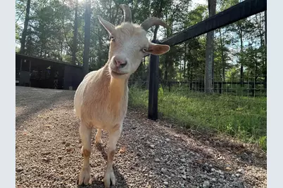 127 Martin Hollow Road, Aiken, SC 29803 - Photo 63