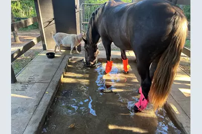 127 Martin Hollow Road, Aiken, SC 29803 - Photo 55