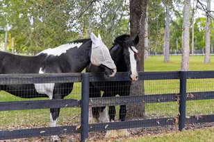 215 Filly Dr, Aiken, SC 29803 - Photo 63
