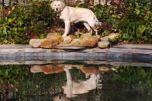 589 Pintail Dr, Aiken, SC 29803 - Photo 91