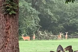 401 Northwood Dr, Aiken, SC 29803 - Photo 43