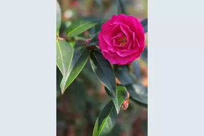 2133 Trail Point, Aiken, SC 29803 - Photo 55