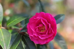 2133 Trail Point, Aiken, SC 29803 - Photo 55