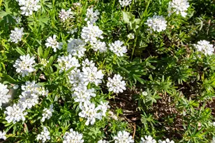 125 Laurel Oak Dr, Aiken, SC 29803 - Photo 37