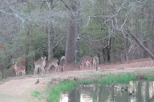 475 Douglas Dr, Beech Island, SC 29842 - Photo 3