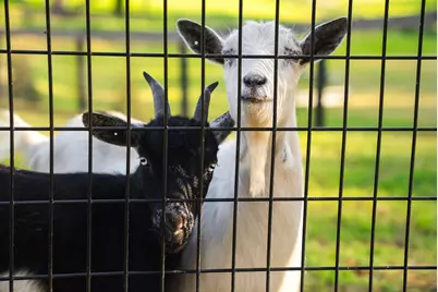 708 New Bridge Road, Aiken, SC 29805 - Photo 55