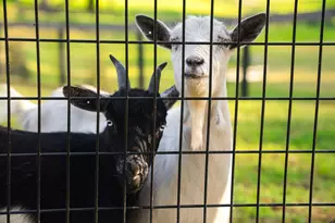 708 New Bridge Rd, Aiken, SC 29805 - Photo 55