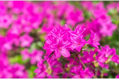 3169 Glenview Drive, Aiken, SC 29803 - Photo 39