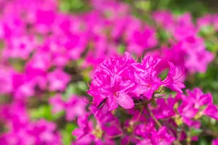 3169 Glenview Dr, Aiken, SC 29803 - Photo 39