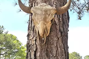 3561 Old 96 Indian Trail, Wagener, SC 29164 - Photo 19