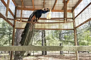 3561 Old 96 Indian Trail, Wagener, SC 29164 - Photo 21