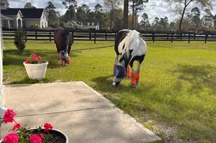 4097 Snaffle Bit Dr, Aiken, SC 29803 - Photo 81