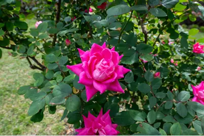 99 Sudlow Lake Road, Graniteville, SC 29829 - Photo 29