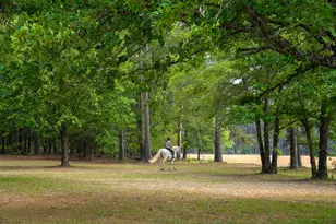 793 Flowing Well Rd, Wagener, SC 29164 - Photo 53