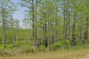 11430 Main Hwy, Olar, SC 29843 - Photo 1