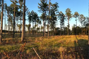 00/Lot 49 Snipes Pond Rd, Aiken, SC 29805 - Photo 1