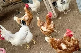 2940 W Willow Breeze Rd, Chino Valley, AZ 86323 - Photo 21