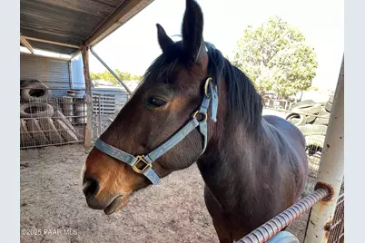 314 Bullock Road, Ash Fork, AZ 86320 - Photo 27