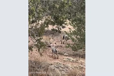 61744 Jackpot Ranch Road, Seligman, AZ 86337 - Photo 43