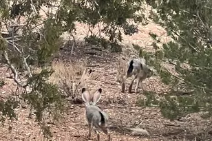 61744 Jackpot Ranch Rd, Seligman, AZ 86337 - Photo 43