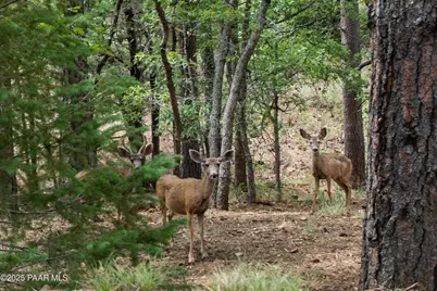 2550 E Old Miner Road, Prescott, AZ 86303 - Photo 7