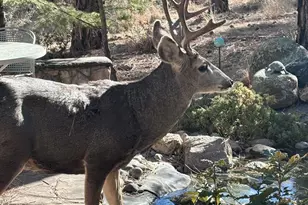 734 E Pine Knoll Dr, Prescott, AZ 86303 - Photo 25