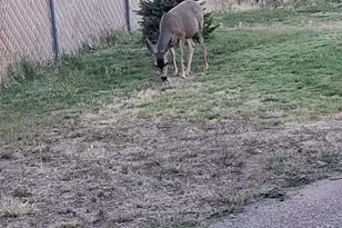 18212 S Pioneer Rd, Peeples Valley, AZ 86332 - Photo 35