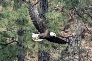 525 Lotus Ct, Prescott, AZ 86301 - Photo 71