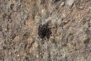 46625 N Jackrabbit Circle, Ash Fork, AZ 86320 - Photo 47