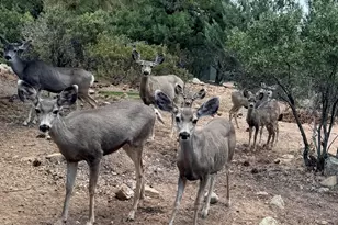 1390 E Valley View Rd, Prescott, AZ 86303 - Photo 41