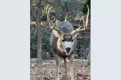 1390 E Valley View Road, Prescott, AZ 86303 - Photo 43