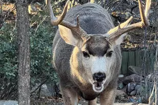 1390 E Valley View Rd, Prescott, AZ 86303 - Photo 43