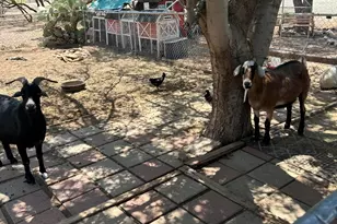 13686 S Burton Rd, Mayer, AZ 86333 - Photo 33