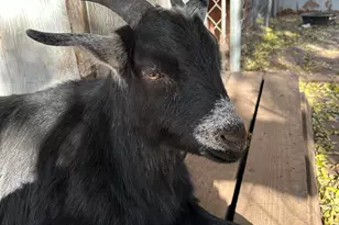 13686 S Burton Rd, Mayer, AZ 86333 - Photo 37