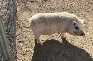 13686 S Burton Rd, Mayer, AZ 86333 - Photo 39