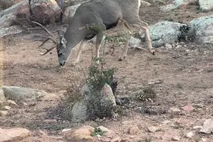 1716 Alpine Meadows Ln, Prescott, AZ 86303 - Photo 49