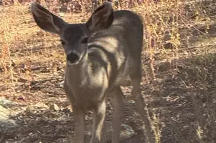 1716 Alpine Meadows Ln, Prescott, AZ 86303 - Photo 47