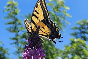 1125 N Wagon Wheel Pl, Chino Valley, AZ 86323 - Photo 55