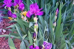 1125 N Wagon Wheel Pl, Chino Valley, AZ 86323 - Photo 51