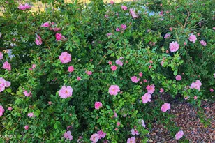 1125 N Wagon Wheel Pl, Chino Valley, AZ 86323 - Photo 55