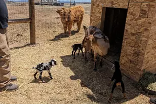 26817 N Sweet Pea Bud Ln, Paulden, AZ 86334 - Photo 15