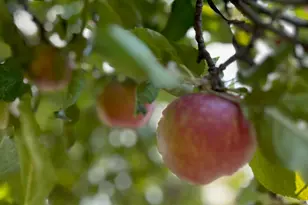 370 Park Ave, Prescott, AZ 86303 - Photo 29