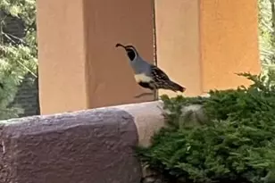 1448 Cathedral Pines Dr, Prescott, AZ 86303 - Photo 63