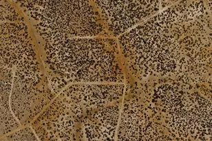 32174 W Forest Ln, Seligman, AZ 86337 - Photo 1