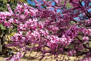 1621 Spruce Canyon Dr, Prescott, AZ 86303 - Photo 33