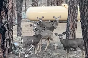 5865 S Walker Rd, Prescott, AZ 86303 - Photo 41