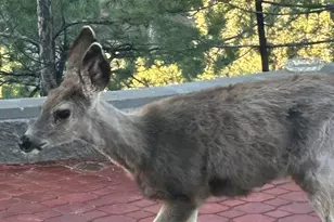 1375 N Overlook Dr, Dewey-Humboldt, AZ 86327 - Photo 27